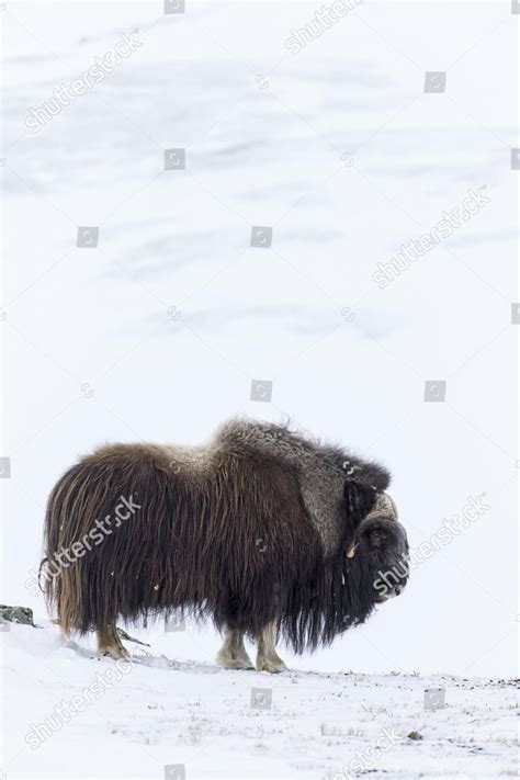 Muskox Ovibos Moschatus Bull Portrait Male Editorial Stock Photo