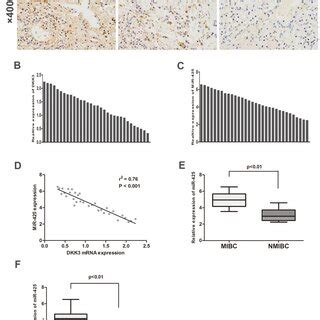 Enhanced Expression Of MiR 425 Correlates With Downregulation Of DKK3