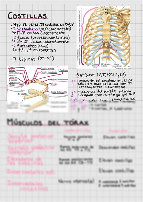 Solution Anatomia Del Torax Studypool