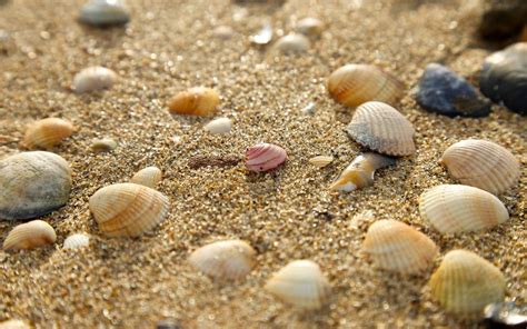 Sand Seashells Nature Wallpapers Hd Desktop And Mobile Backgrounds