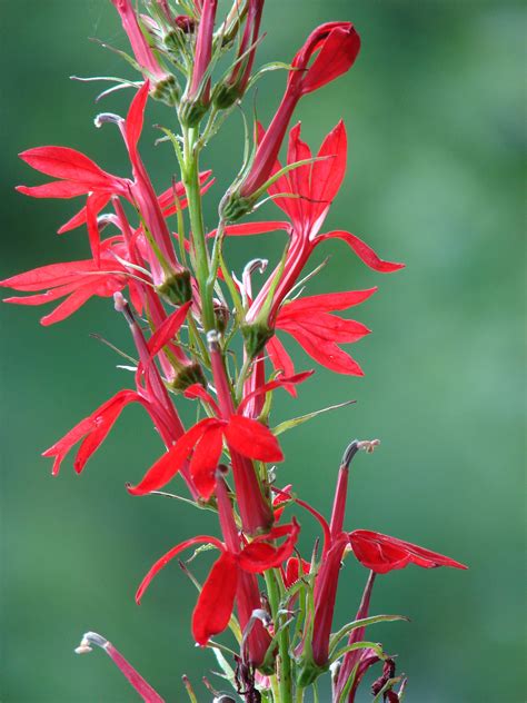 The Plantsmen Nursery | Lobelia cardinalis - Cardinal Flower