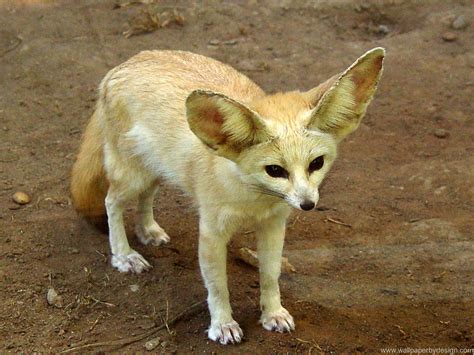 The Fennec Fox Is A Desert Fox That Is Known For Its Very Large Ears