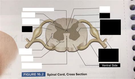 Lab Exam 2 Spinal Cord Diagram Quizlet