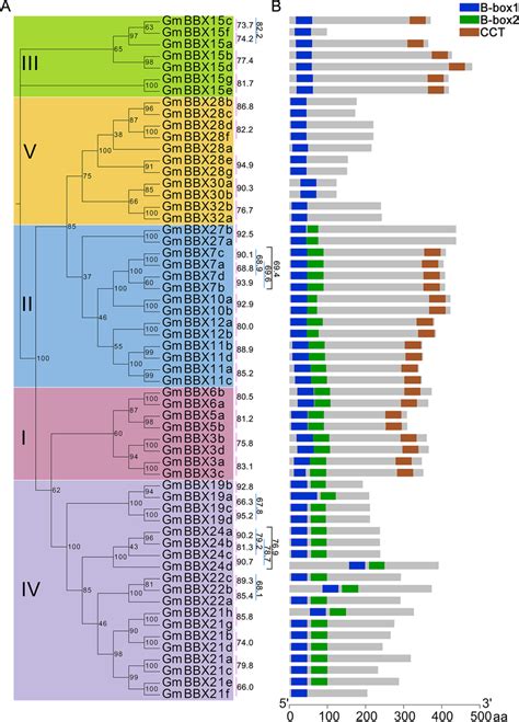 Phylogenetic Analysis And Conserved Structural Domains Of GmBBX