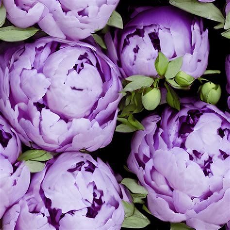 Purple Peonies Pattern Creative Fabrica