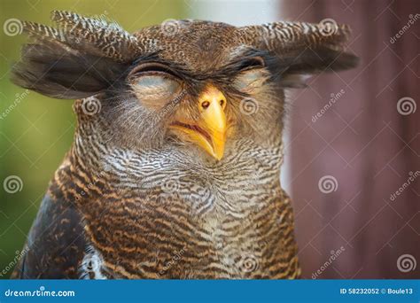 Owl Portrait Close Up of Funny Face Stock Photo - Image of laugh, asia ...