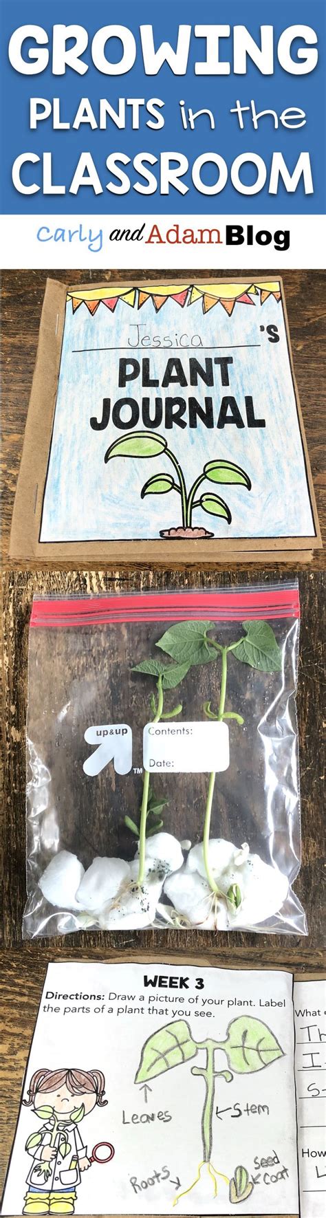 Exciting Classroom Activities For Growing Plants