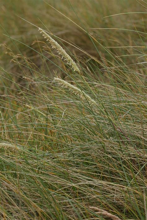 Ammophila arenaria Gewöhnlicher Strandhafer Ammophila are Flickr