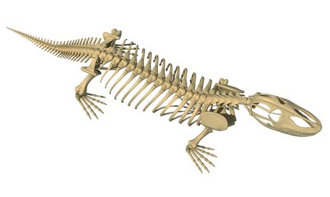 Komodo Dragon Skeleton Animal 3d Models 3d Horse