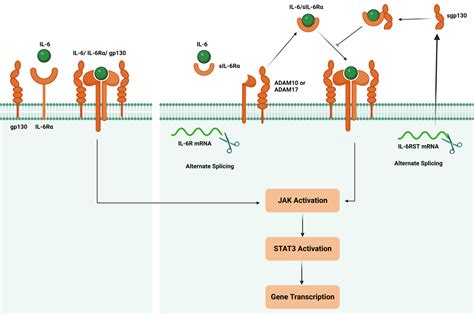 Il 6 Signaling Pathway Origene