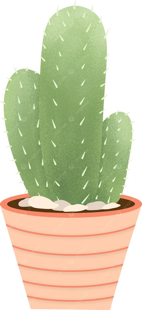 Planta De Casa De Cactus En Maceta Png Desierto Web Suculento Png Y