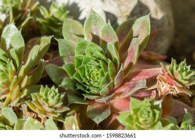 Closeup Common Houseleek Plant Sempervivum Tectorum Stock Photo