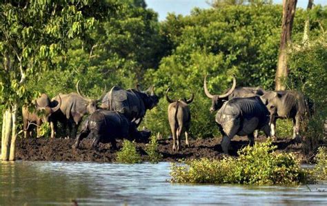 Floods In Assam Forced Wildlife To Escape Kaziranga For Life