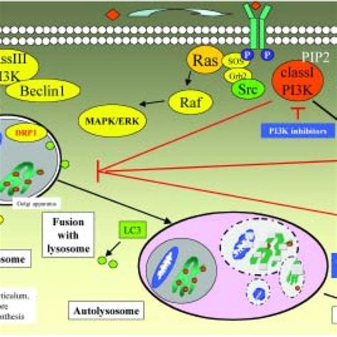 Comparison Of Apoptosis Autophagy And Necrosis Apoptosis Autophagy