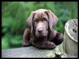 Woda Aportuj Cy Chesapeake Bay Retriever Na Pulpit