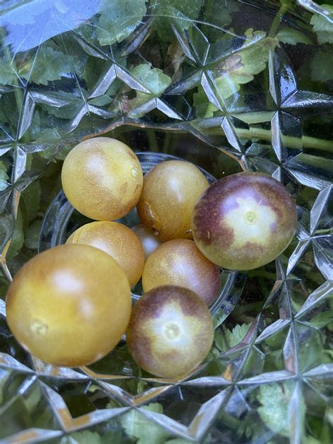 Tomato - Amethyst Cream Cherry - Local Seeds