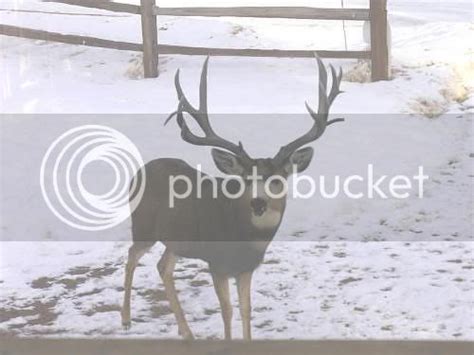 A Few Big Buck Photos Mule Deer Fanatic