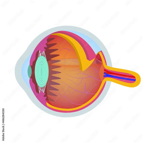 Human Eye Anatomy The Structure Of The Visual System Vector