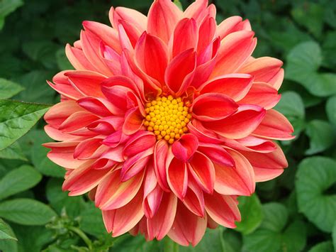 Dahlia Large Flowered Double Mix