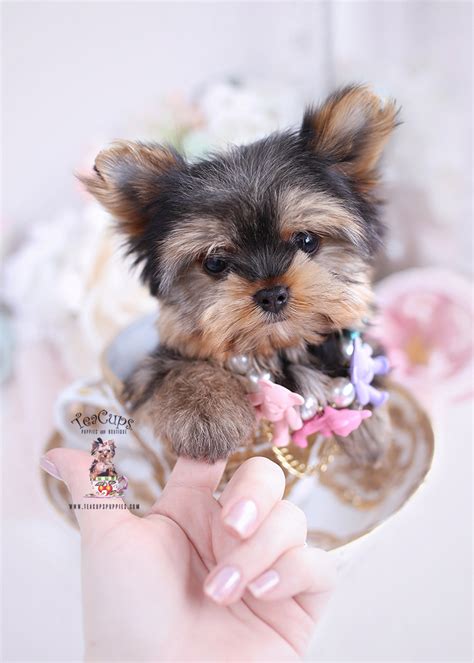 Yorkie Puppy 012 Teacup Puppies And Boutique