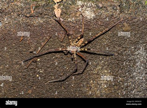 Black Jaw Huntsman Heteropoda Tetrica Male From Tangkoko National