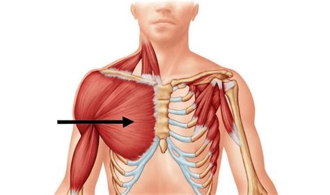 Pectorales Los Tres Mejores Ejercicios Para Tratarlos Fisioonline