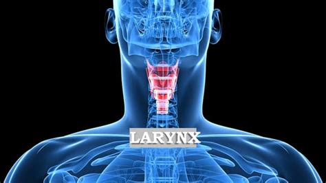 LARYNX AND TRACHEA.pdf