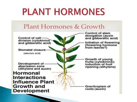 Plant Hormones