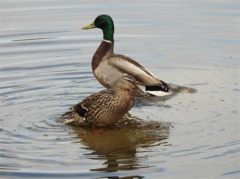 eBird Checklist 12 May 2024 Parc de la Rivière Beauport Secteur