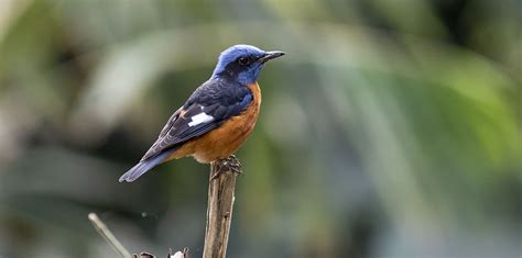 Birds Of Bhutan Photo Gallery Of Birds Of Bhutan