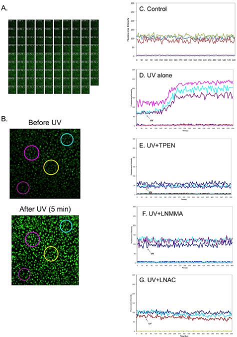 Figure From Nitric Oxide Synthase Activation And Oxidative Stress