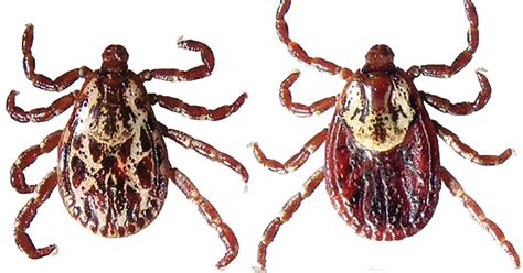 Ticks And Tick Borne Diseases North Central Integrated Pest