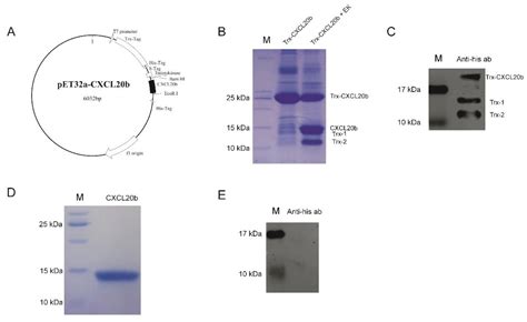 Antibiotics Free Full Text Characterization And Antimicrobial