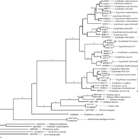 Phylogenetic Relationships Between Lepilemur Species Inferred From The Download Scientific