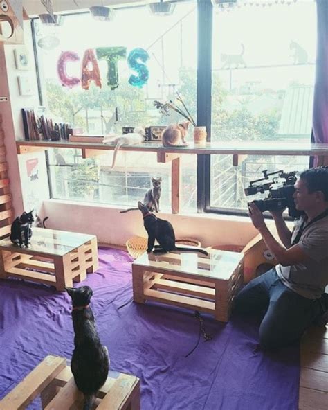 Albums Pictures The Cat Cafe Photos Updated