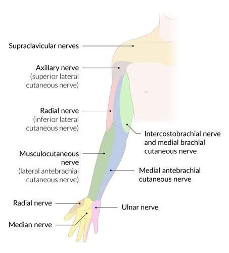 Peripheral Nerve Entrapment Patterns Flashcards | Quizlet