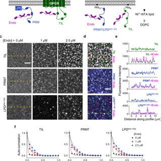 PDF Multivalent Interactions Between Molecular Components Involved In