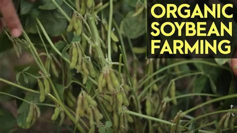 Organic Soybean Farming Reviving The Soybean Industry In The