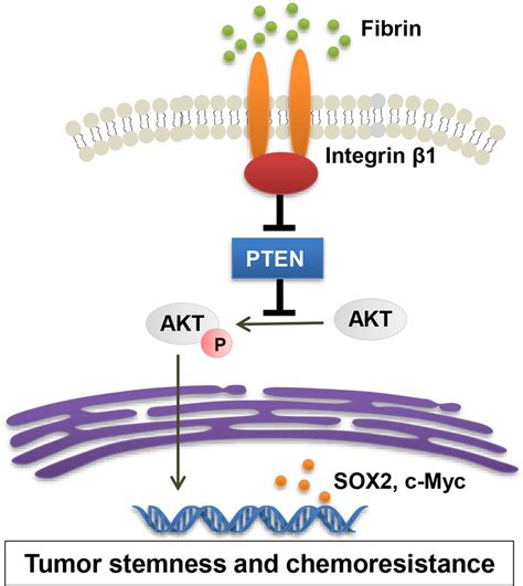 Extracellular Fibrin Promotes Non Small Cell Lung Cancer Progression