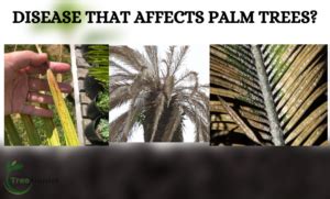 How to Treat Palm Tree Diseases | 6 Common Disease