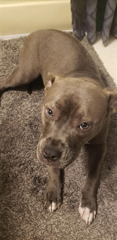 Pitbull ‘protects’ owner’s young son by biting her arm while she was