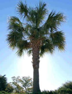 South Carolina State Tree: Cabbage Palmetto