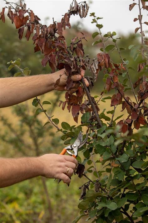 Man Cut Brunch Infected With Fire Blight, Fireblight, Quince Apple And ...