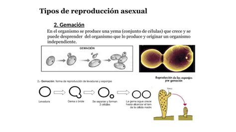 Reproducci N Asexual De Los Seres Vivos Ppt Descarga Gratuita