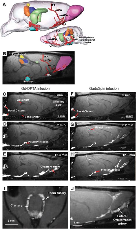 Figure From Brain Wide Pathway For Waste Clearance Captured By