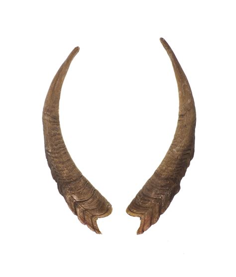 Premium Photo Goat Horns Isolated On White Background