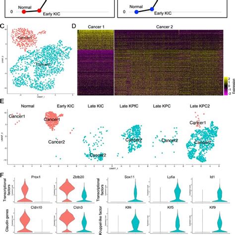 Cancer Cell Subtypes And Corresponding Marker Genes Involved In The