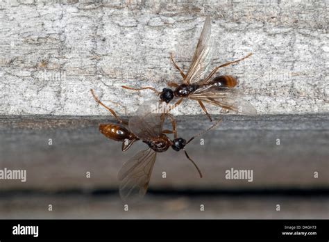 Myrmicine Ant European Fire Ant Common Red Ant Myrmica Spec Winged Male Germany Stock