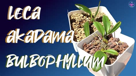 Bulbophyllum Orchid Repots Akadama Media Update Bulbophyllums