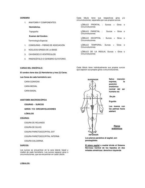 Examen Del Cerebro Medilove Udocz